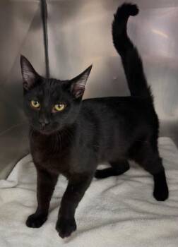 Domestic Short Hair Cats Available for Adoption - Valentino  | PetCurious