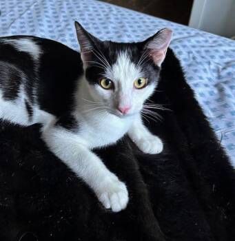 Rescue Domestic Short Hair Cats for Adoption in Los Altos, California - Willow - Male Teen Kitten | PetCurious