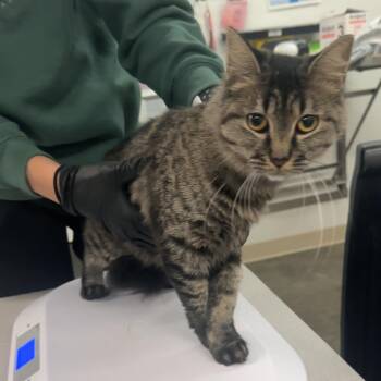 Gigi -  Domestic Medium Hair Cat for Adoption in Manhattan, Kansas - Gigi | PetCurious