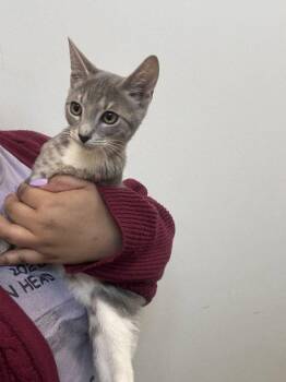 Kodama -  Domestic Short Hair Cat for Adoption in Hilton Head Island, South Carolina - Kodama | PetCurious