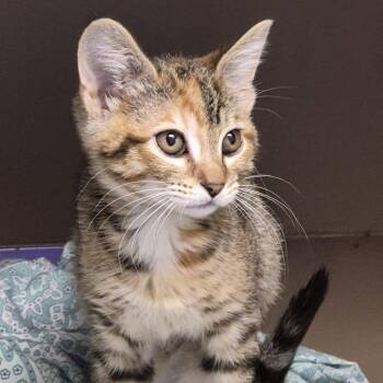 Darcy -  Domestic Short Hair Cat for Adoption in Hattiesburg, Mississippi - Darcy | PetCurious