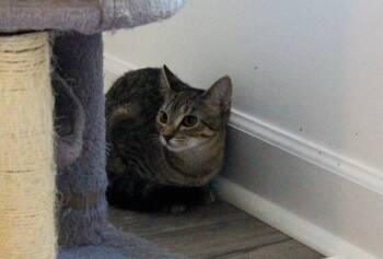 Rescue Domestic Short Hair Cats for Adoption in Youngsville, North Carolina - Evelyn25 | PetCurious