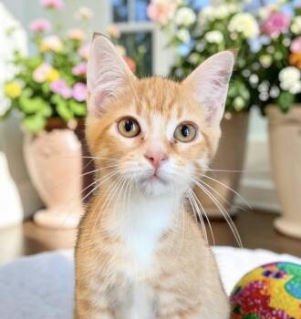Frizzle - KITTEN -  Tabby Cat for Adoption in Perry, Iowa - Frizzle - KITTEN | PetCurious