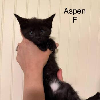 Aspen -  Domestic Short Hair Cat for Adoption in Sequatchie, Tennessee - Aspen | PetCurious