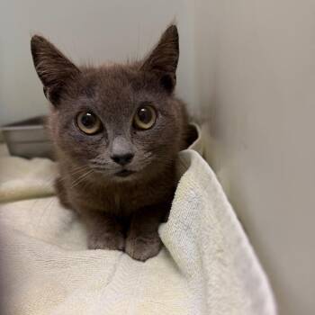 Domestic Short Hair Cats Available for Adoption in Lynchburg, Virginia - Mud Slide | PetCurious