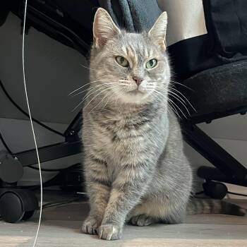 Domestic Short Hair Cats Available for Adoption - Thalia | PetCurious
