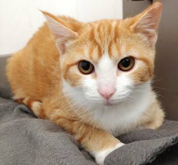 Rescue Domestic Short Hair Cats for Adoption in Belmont, New York - Barbara | PetCurious