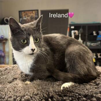 Domestic Short Hair Cats Available for Adoption - Ireland | PetCurious