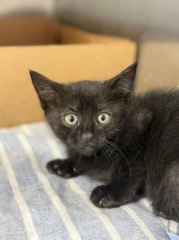 Blissful Beans -  Domestic Short Hair Cat for Adoption in West Chester, Pennsylvania - Blissful Beans | PetCurious