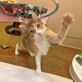 Taffy -  Domestic Short Hair Cat for Adoption in Walnut Creek, California - Taffy | PetCurious