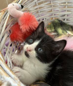 Harriet -  American Shorthair Cat for Adoption in Orlando, Florida - Harriet | PetCurious