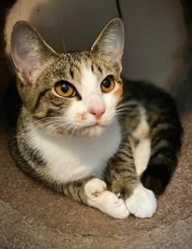 Domestic Short Hair Cats Available for Adoption in Duxbury, Massachusetts - Balli | PetCurious