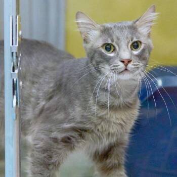 Winter -  Domestic Short Hair Cat for Adoption in Memphis, Tennessee - Winter | PetCurious