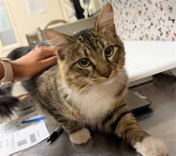 OSO -  Domestic Medium Hair Cat for Adoption in Riverside, California - OSO | PetCurious