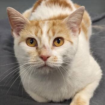 Buffy -  Domestic Short Hair Cat for Adoption in New Castle, Delaware - Buffy | PetCurious
