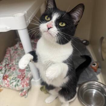 Zaza -  Domestic Short Hair Cat for Adoption in Colorado Springs, Colorado - Zaza | PetCurious