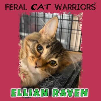 Domestic Medium Hair Cats Available for Adoption in Kingman, Arizona - Ellian Raven | PetCurious