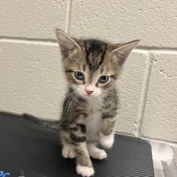 Pancho -  Domestic Short Hair Cat for Adoption in Bristol, Indiana - Pancho | PetCurious
