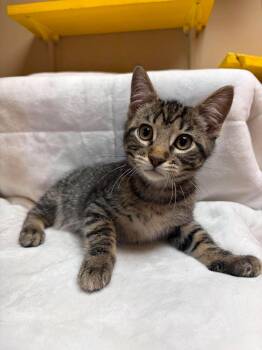 Oliver -  Domestic Short Hair Cat for Adoption in Maryville, Missouri - Oliver | PetCurious