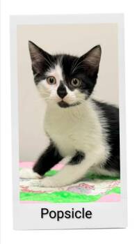 Popsicle -  Domestic Short Hair Cat for Adoption in Caistor Centre, Ontario - Popsicle | PetCurious