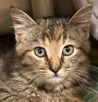 Rescue Domestic Short Hair Cats for Adoption in Eugene, Oregon - Sundae | PetCurious