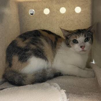 Chelly -  Domestic Short Hair Cat for Adoption in Pasadena, California - Chelly | PetCurious