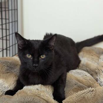 Rescue Domestic Short Hair Cats for Adoption in Washington, Iowa - Mocha - Secret Admirer | PetCurious