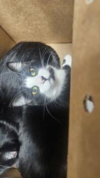 Domestic Short Hair Cats Available for Adoption - Twister | PetCurious