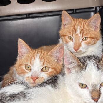 Domestic Short Hair Cats Available for Adoption - LUC | PetCurious