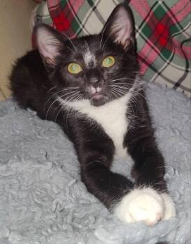 Tuxee Bear -  Tuxedo Cat for Adoption in Knoxville, Tennessee - Tuxee Bear | PetCurious