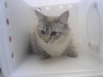 Domestic Long Hair Cats Available for Adoption in Albuquerque, New Mexico - SATURN | PetCurious