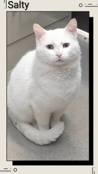 Domestic Short Hair Cats Available for Adoption in Caistor Centre, Ontario - Salty | PetCurious