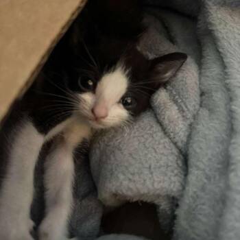 Domestic Short Hair Cats Available for Adoption in Long Beach, California - Lyla | PetCurious