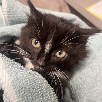 Domestic Medium Hair Cats Available for Adoption - Arrietty | PetCurious