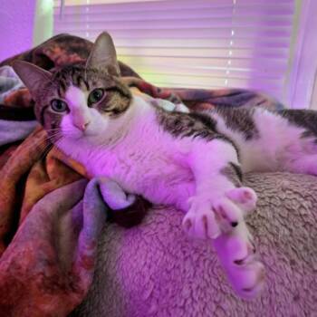 Domestic Short Hair Cats Available for Adoption - Mei Lei | PetCurious