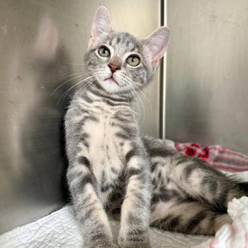 Walker -  Domestic Short Hair Cat for Adoption in Asheville, North Carolina - Walker | PetCurious