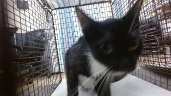 STACY -  Domestic Medium Hair Cat for Adoption in Doral, Florida - STACY | PetCurious