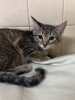 Bean -  Domestic Short Hair Cat for Adoption in San Antonio, Texas - Bean | PetCurious