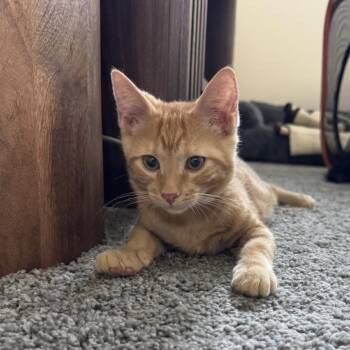 Sun -  Domestic Short Hair Cat for Adoption in Las Vegas, Nevada - Sun | PetCurious