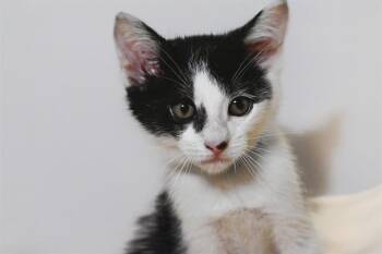 Domestic Short Hair Cats Available for Adoption in Fort Lauderdale, Florida - JUPITER | PetCurious