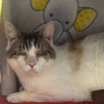 Niles -  Domestic Short Hair Cat for Adoption in Greenville, South Carolina - Niles | PetCurious