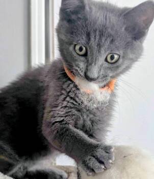 Odin -  Domestic Short Hair Cat for Adoption in Millcreek, Utah - Odin | PetCurious