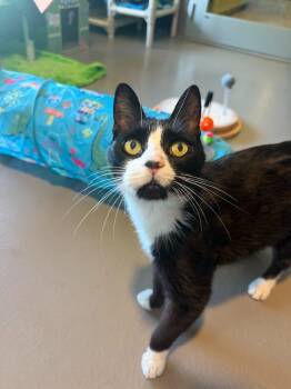 Louie -  Domestic Short Hair Cat for Adoption in Hyde Park, New York - Louie | PetCurious