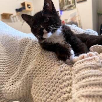 Nori -  Domestic Medium Hair Cat for Adoption in Austin, Texas - Nori | PetCurious