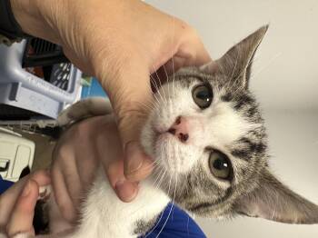 Rescue Domestic Short Hair Cats for Adoption in Auburn, Washington - Laurie | PetCurious