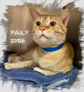 PAULY -  Domestic Short Hair Cat for Adoption in Marietta, Georgia - PAULY | PetCurious