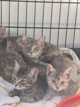 The Girls -  Domestic Short Hair Gray Cat for Adoption in Greeley, Colorado - The Girls | PetCurious