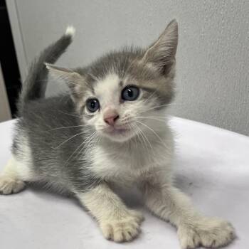Bowser -  Domestic Short Hair Cat for Adoption in Tampa, Florida - Bowser | PetCurious
