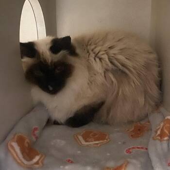 Domestic Medium Hair Cats Available for Adoption - Coleslaw | PetCurious