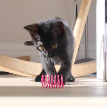 Tarragon 18 -  Domestic Short Hair Cat for Adoption in Austin, Texas - Tarragon 18 | PetCurious